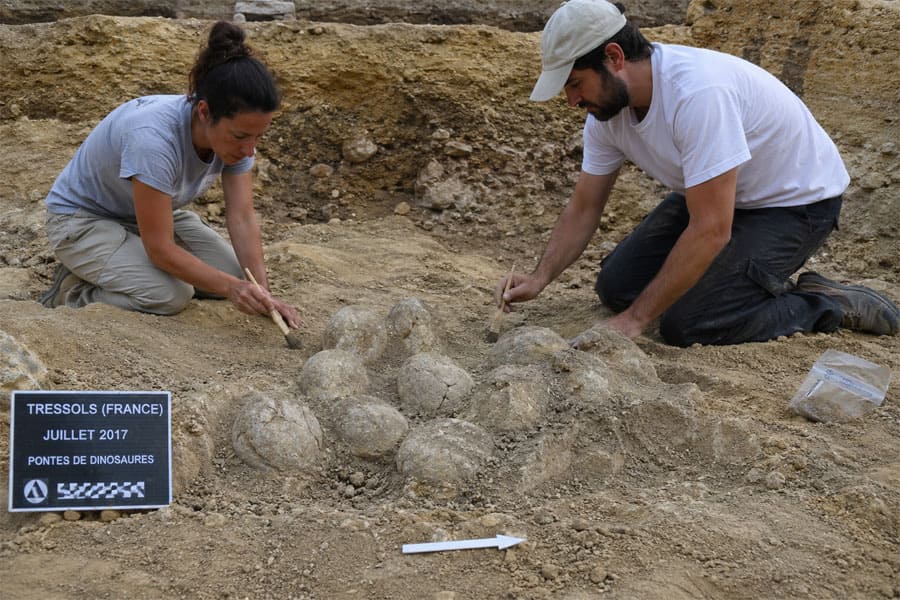 Dinosaur Eggs in France: Stunning Scientific Discovery